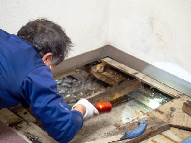 Best Emergency Mold Remediation in East Alton, IL