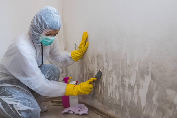 Best Post-Flood Mold Remediation in East Alton, IL