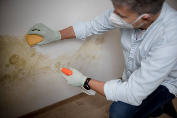 Best Mold Testing and Inspection Services in East Alton, IL