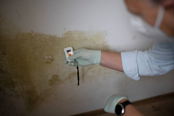 Best Kitchen Mold Remediation in East Alton, IL