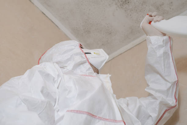 Best Attic Mold Remediation in East Alton, IL