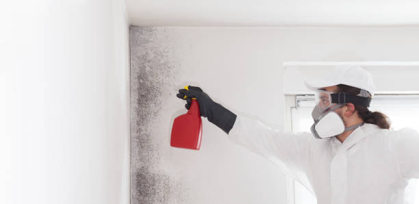 Best White Mold Remediation in East Alton, IL