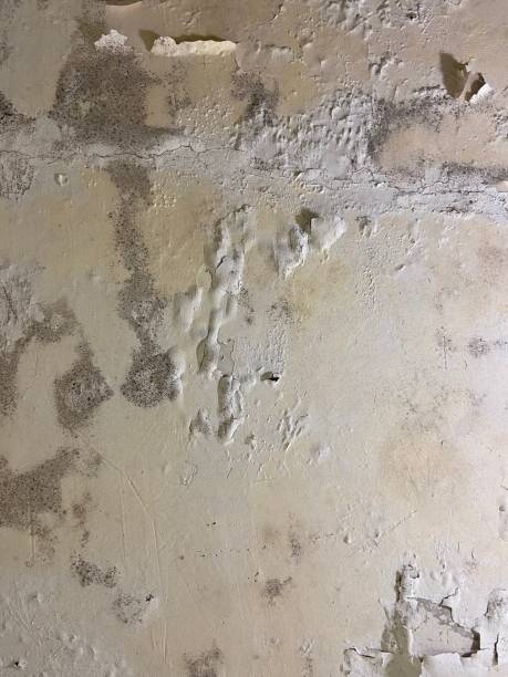Best Mold Remediation for Schools in East Alton, IL