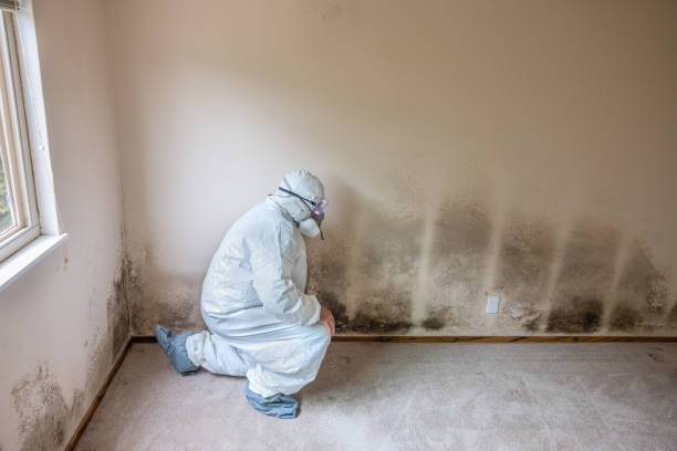 Best Industrial Mold Remediation in East Alton, IL
