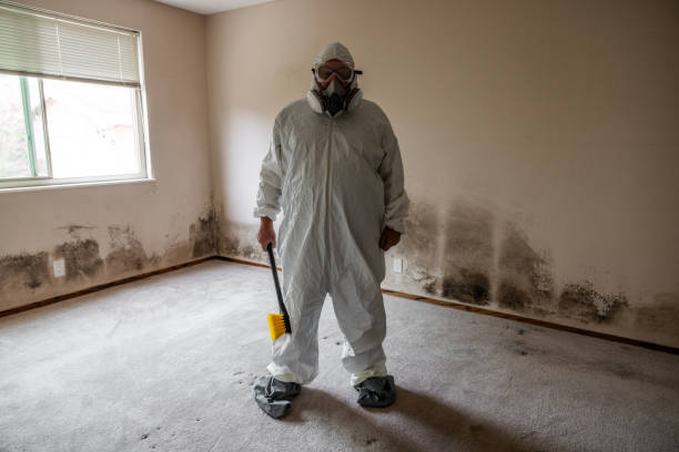 Best Kitchen Mold Remediation in East Alton, IL