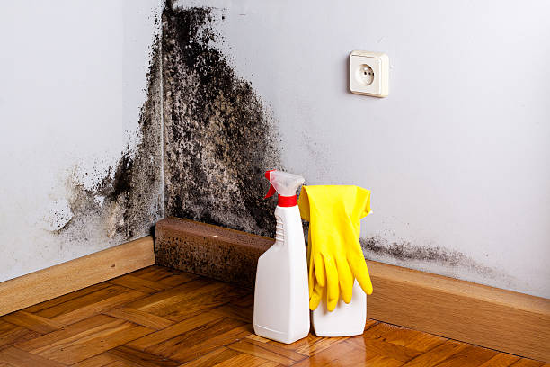 Best Basement Mold Remediation in East Alton, IL