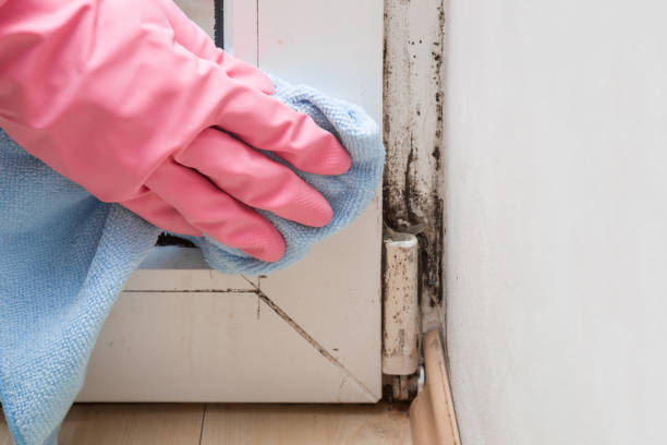 Best Bathroom Mold Remediation in East Alton, IL