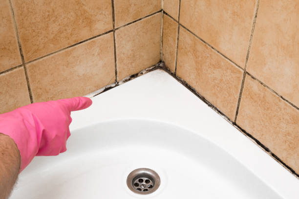 Best Insurance-Related Mold Remediation in East Alton, IL