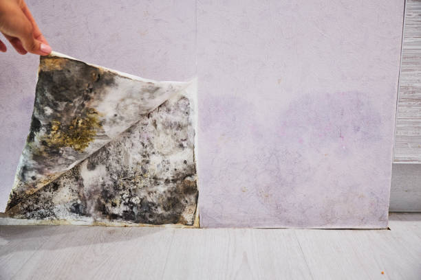 East Alton, IL Mold Remediation Company